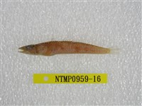 藏品(鬚棘吻魚)的圖片